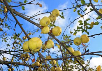 apple on branch of the aple trees