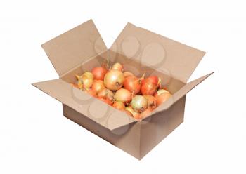 onion in carton on white background
