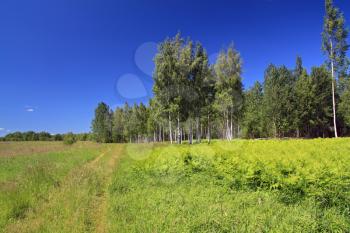 birch copse on green field near rural road
