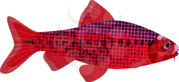 Exotic aquarium fish sort karpovy cherry barb (Puntius titteya), EPS10 - vector graphics.