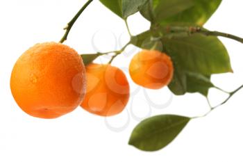 Mandarine Stock Photo