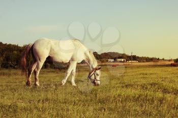 White horse on meadow. Retro style.