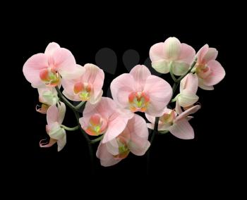 orchid bouquet on black background