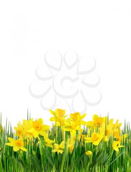 Spring flowers and grass on a white background