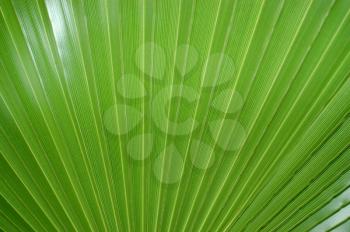 green leaf of a palm tree as a background