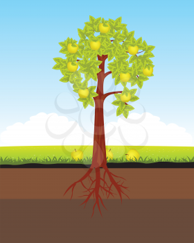 Vector illustration to aple trees with root in ground