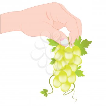 Hand of the person keeps grape on white background is insulated