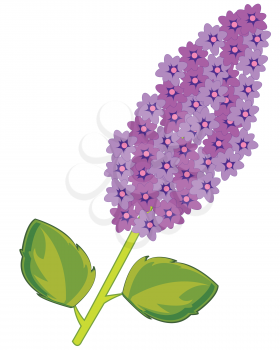 Vector illustration of the branch tree lilac with flower
