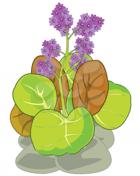 Vector illustration of the perennial plant bergenia