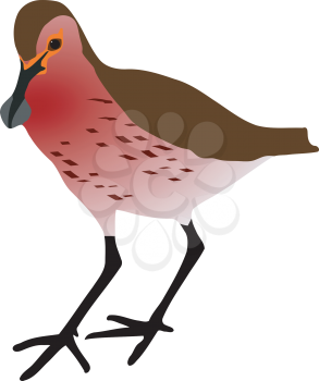 Royalty Free Clipart Image of a Beautiful Sandpiper Standing on a White Background