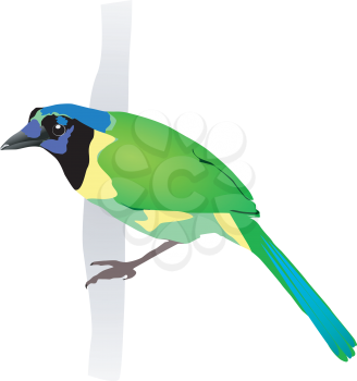 Royalty Free Clipart Image of a Beautiful Green And Blue Bird