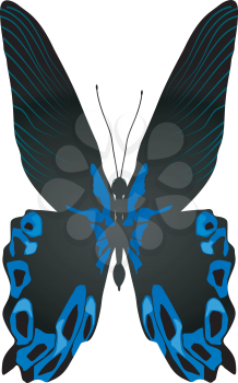 beautiful vector butterfly