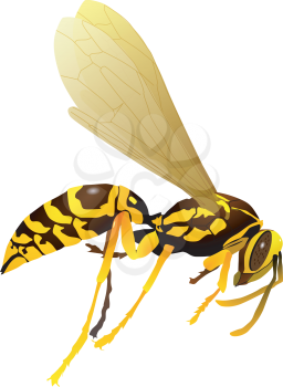 Vector drawing of wasp
