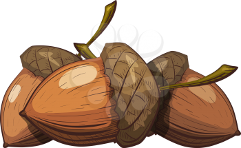 Group of acorns in the shell on a white background. Color drawing in cartoon style. Vector illustration of oak seeds.