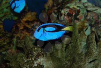 Beautiful fish near the corals in the deep sea