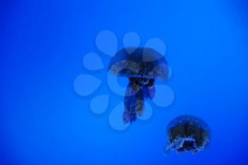 Two grace jellyfish in  the blue sea