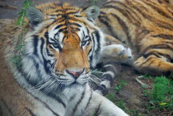 Beautiful wild tiger on the grass in forest