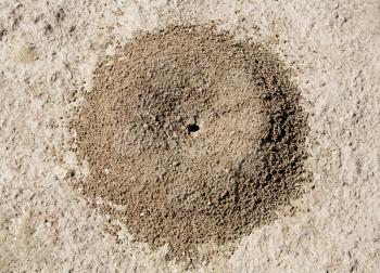 Royalty Free Photo of an Ant Hill