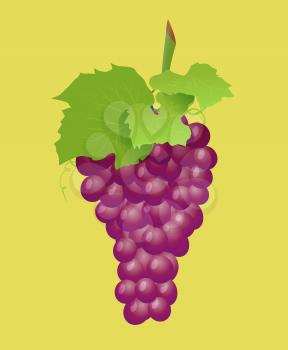 Grape branch with red grapes on white background. Vector illustration on light background