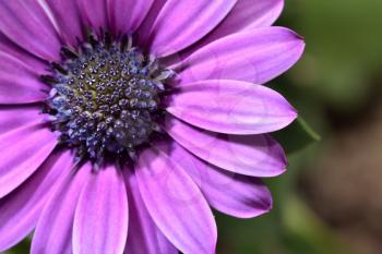 Beautiful and bright Osteospermum flower of violet color, macro