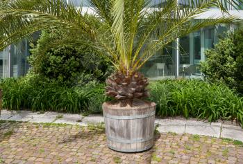 Big palm tree plant in a large wooden pot on the background of the facade of a building in a European city