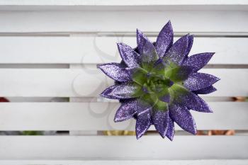 Succulent painted in lilac spangles against a white wooden shelf