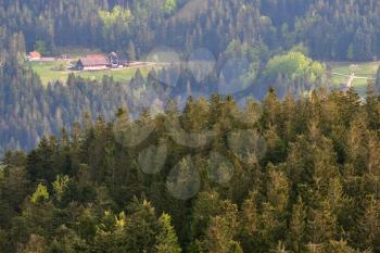 Coniferous trees grow on a hillside in the European forest of Schwarzwald, Germany.