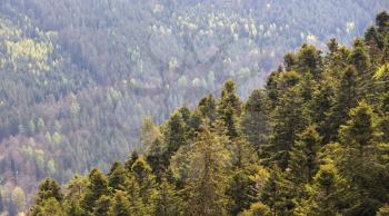 Coniferous trees grow on a hillside in the European forest of Schwarzwald, Germany.