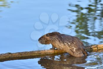 Wet nutria crawls out of the water onto a log above the pond and is reflected in the water
