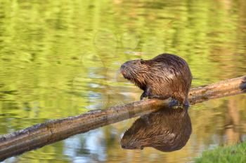 Wet nutria sits on a log above a pond and is reflected in the water