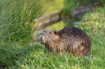 A nutria with wet hair in the green grass on the background of the pond