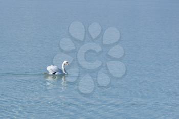 A lone white swan swims in the city river and looks at the camera