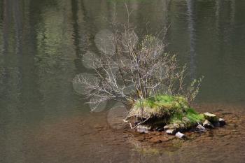 A small islet with grass and bush in the middle of the river. A bush in the water in spring without leaves.