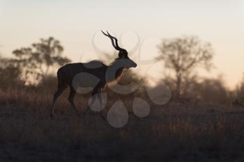 Kudu Antelope Portrait in the wilderness of Africa