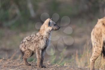 Hyena puppy in the wilderness of Africa