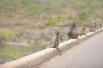 Baboon family in the wilderness of Africa