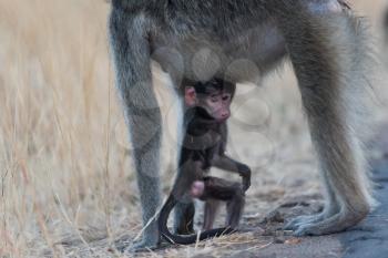 Baby baboon in the wilderness of Africa