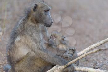 Baby baboon in the wilderness of Africa