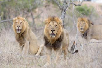 Male lion coalition in the wilderness of Africa