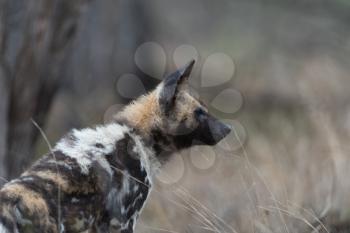 African wild dog in the wilderness of Africa, painted wolf