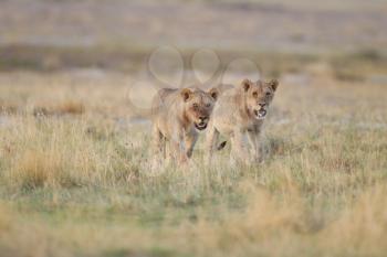 Female lion in the wilderness of Africa