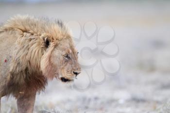 Male lion in the wilderness of Africa