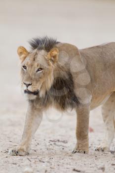 Male lion in the wilderness of Africa