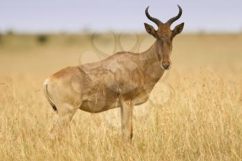 Hartebeest in the wilderness of Africa