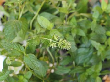 peppermint (Mentha x piperita) aka M balsamea Willd plant selective focus blurred background