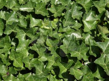 Green ivy plants useful as a background