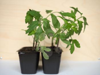 tomato plants (Solanum lycopersicum) seedlings in plastic pots