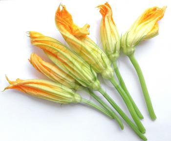 Courgette or Zucchini flowers over white background
