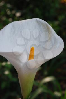 Royalty Free Photo of a White Calla