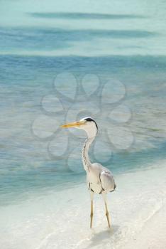 Royalty Free Photo of a Heron on a Maldivian Island